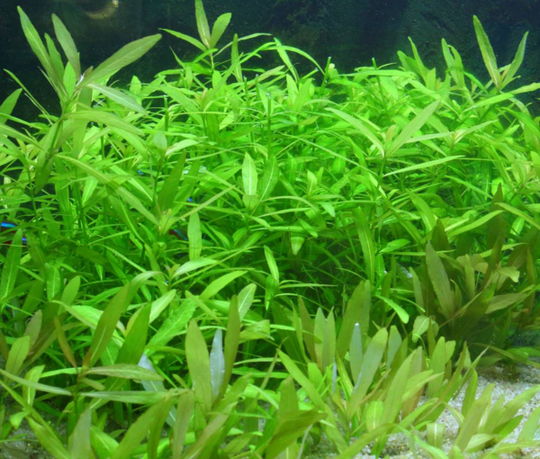 Rastlina-za-akvarij-hygrophila-polysperma-3