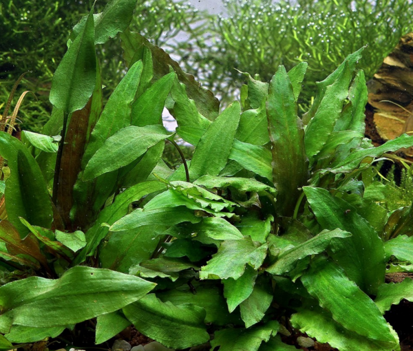 Rastlina-za-akvarij-Cryptocoryne-wendtii-Green-3