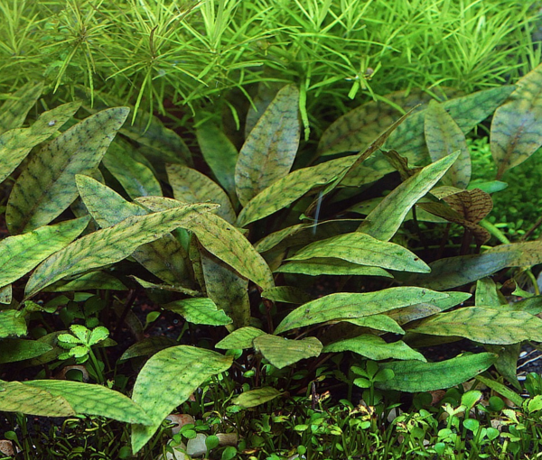 Rastlina-za-akvarij- Cryptocoryne-x-purpurea-3