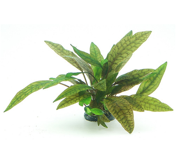 Rastlina-za-akvarij- Cryptocoryne-x-purpurea