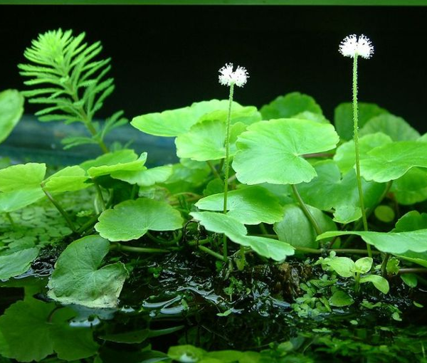 Rastlina-za-akvarij-Hydrocotyle-leucocephala-3