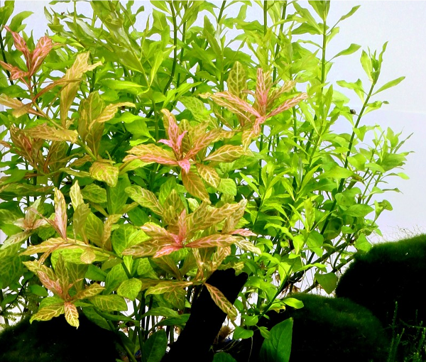 Rastlina-za-akvarij-Hygrophila-polysperma-Sunset