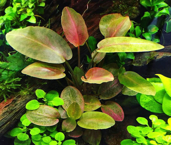 Rastlina-za-akvarij-Lagenandra-meeboldii-Red-5