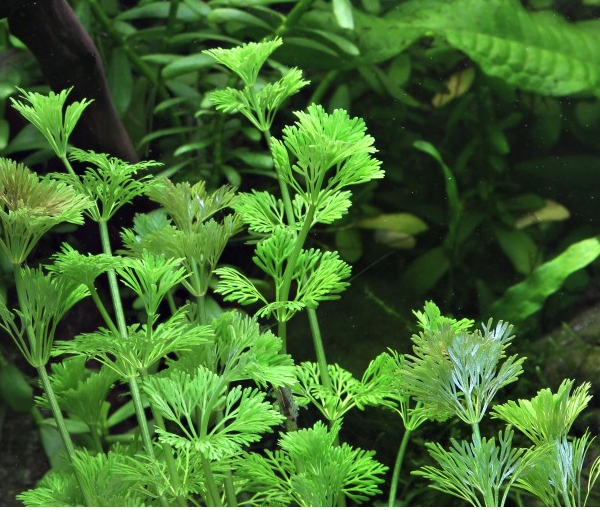 Rastlina-za-akvarij-Limnophila-sessiliflora-3
