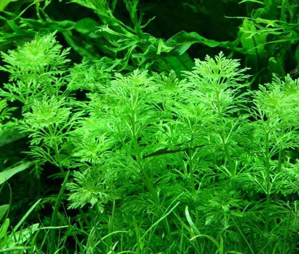 Rastlina-za-akvarij-Limnophila-sessiliflora-4