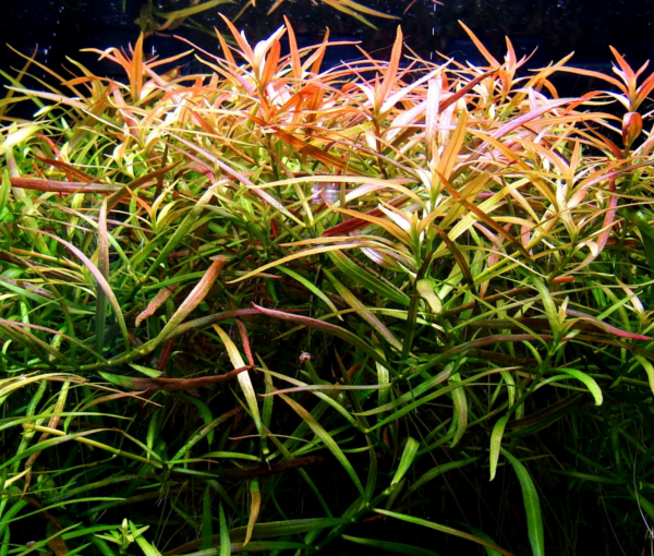Rastlina-za-akvarij-Ludwigia-arcuata-6