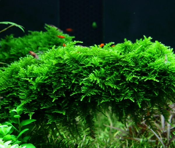 Akvarijska-rastlina-bozicni-mah-3