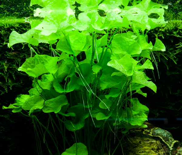 Rastlina-Nymphoides-spec-Taiwan-4