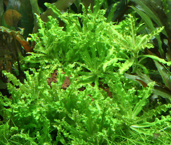 Rastlina-Pogostemon-helferi-4