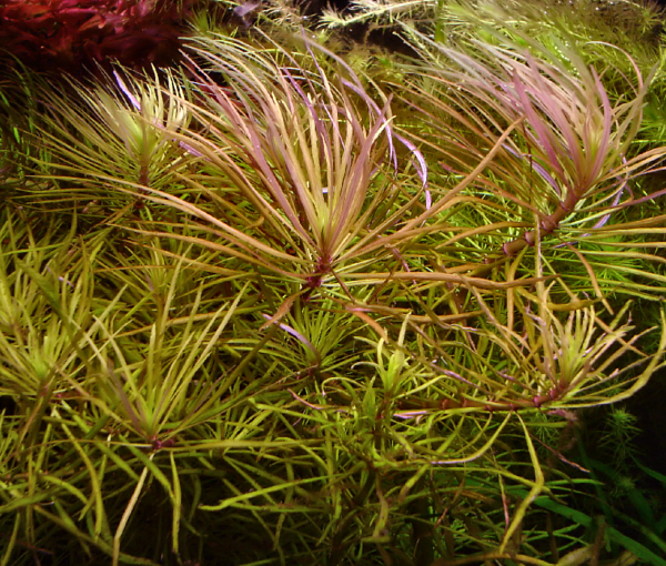 Rastlina-Pogostemon-stellatus-3