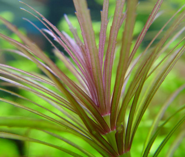 Rastlina-Pogostemon-stellatus-4