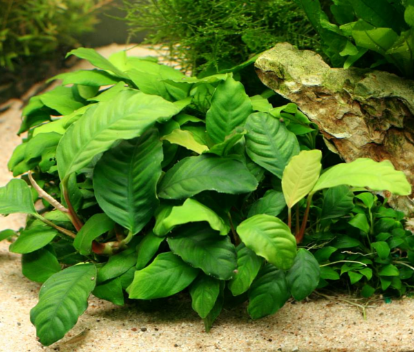 Rastlina-za-akvarij-Anubias-barteri-var.-coffeifolia-3