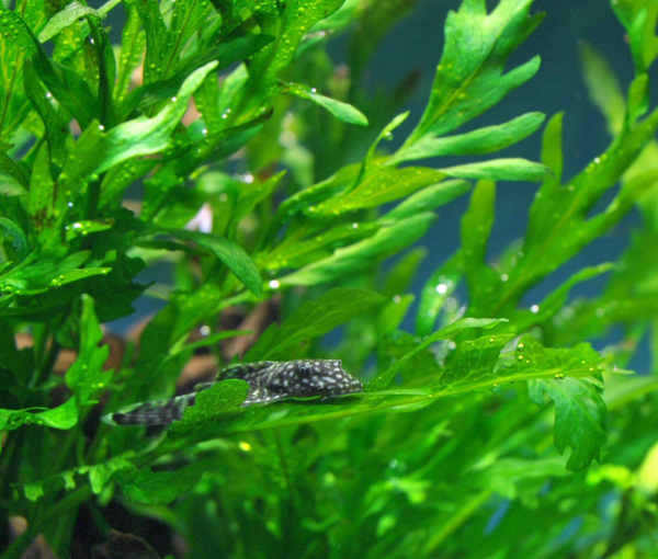Rastlina-za-akvarij-Bolbitis-heudelotii-2