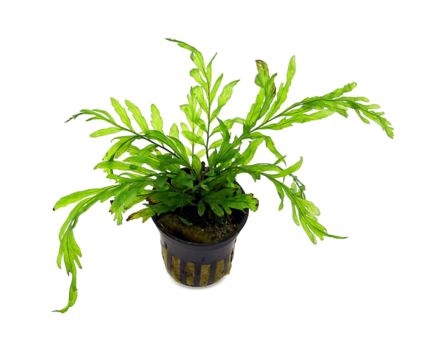 Rastlina-za-akvarij-Bolbitis-heudelotii-3