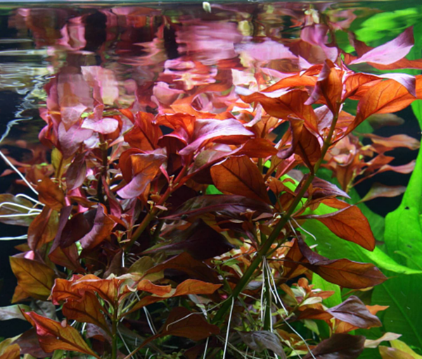 Rastlina-za-akvarij-Ludwigia-repens-Rubin-2