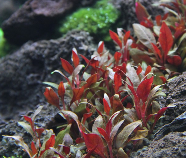 Rastlina-za-akvarij-Alternanthera-reineckii-mini-2
