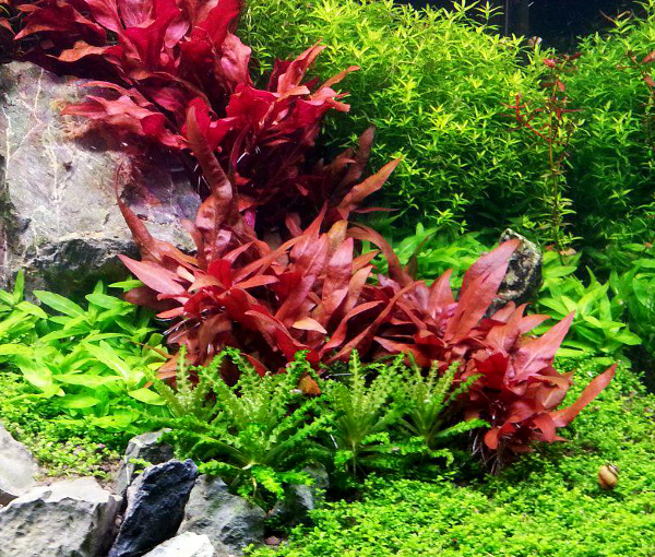 Rastlina-za-akvarij-Alternanthera-reineckii-mini