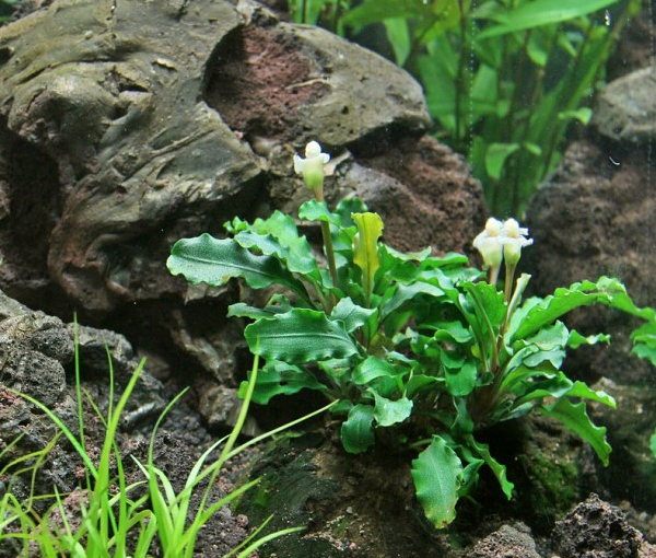 Rastlina-za-akvarij-Bucephalandra-Wavy-Leaf-3