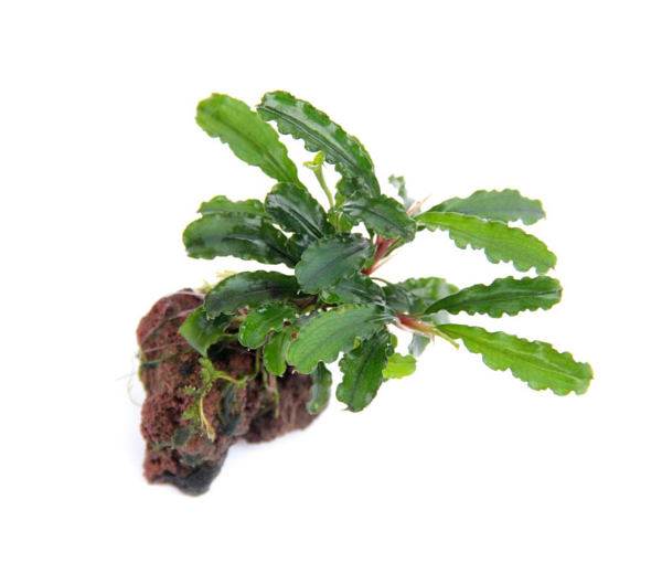Rastlina-za-akvarij-Bucephalandra-Wavy-Leaf-4