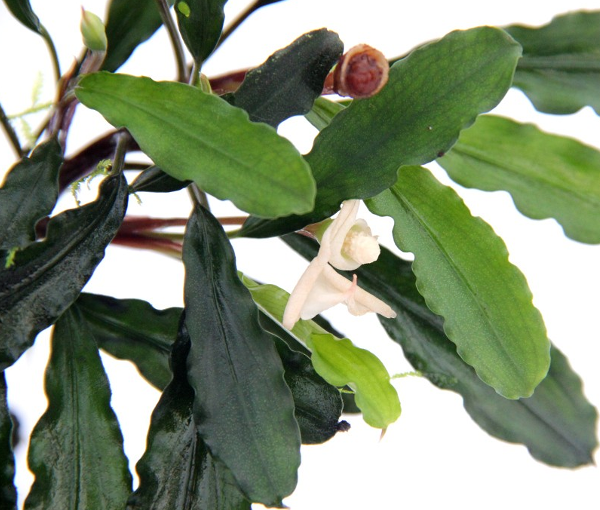 Rastlina-za-akvarij-Bucephalandra-Wavy-Leaf