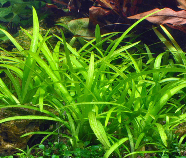 Rastlina-za-akvarij- sagittaria-subulata-var.-pusilla-3