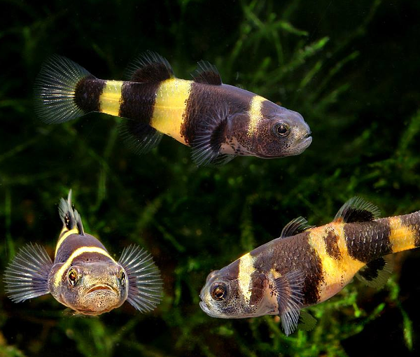 Akvarijska-riba-Cmrljasti-glavoc-Brachygobius-doriae-2