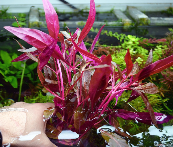 Akvarijska-rastlina-alternanthera-reineckii-pink-2