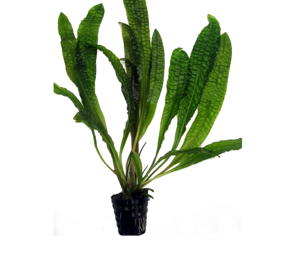 Akvarijska-rastlina-Aponogeton-boivinianus-3