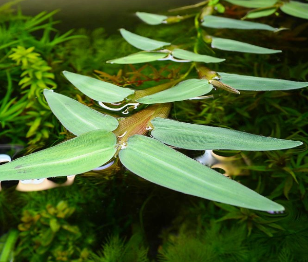 Akvarijska-rastlina-Hygroryza-aristata