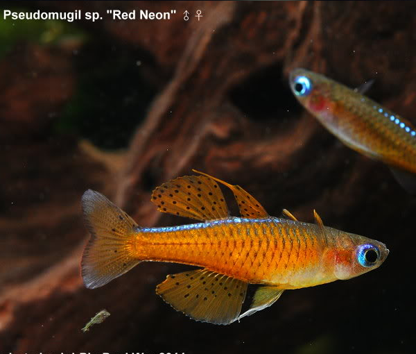 Akvarijska-riba-Modroocka-Pseudomugil-luminatus-2