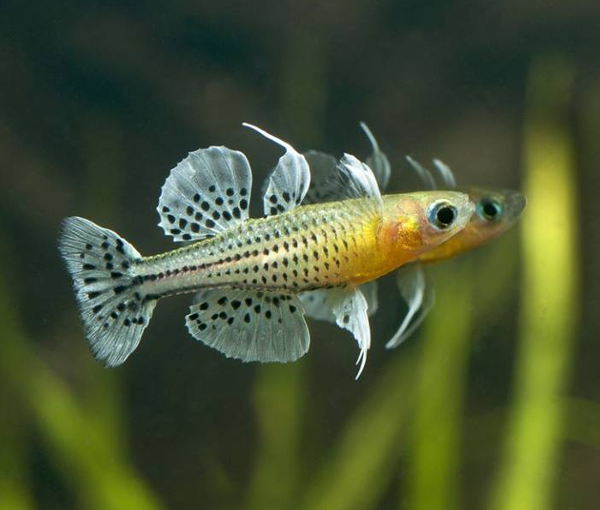 Akvarijska-riba-pseudomugil-gertrudae-2