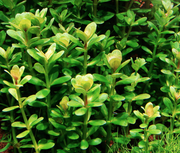 Akvarijska-rastlina-Ammania-sp.-bonsai-3