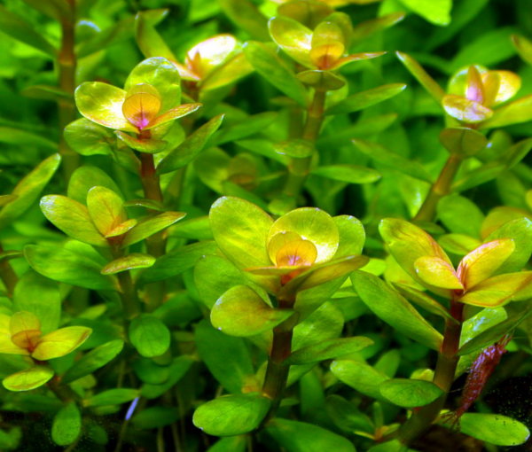 Akvarijska-rastlina-Ammania-sp.-bonsai-4