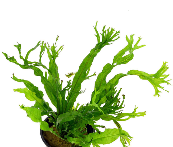 Akvarijska-rastlina-Microsorum-Windelov-2