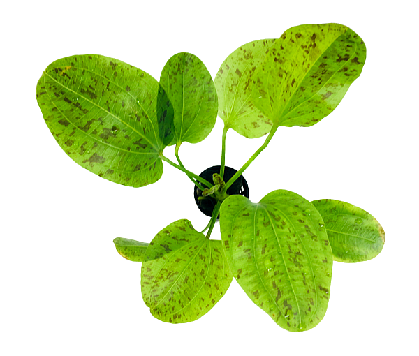 Akvarijska-rastlina-Echinodorus-Ozelot-Green-2