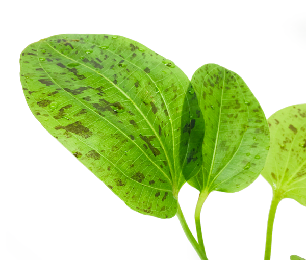Akvarijska-rastlina-Echinodorus-Ozelot-Green-3
