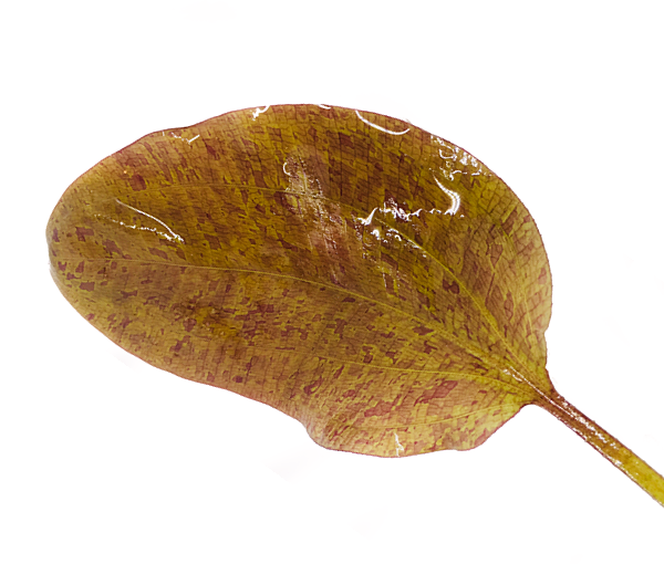 Akvarijska-rastlina-Echinodorus-Ozelot-red-2