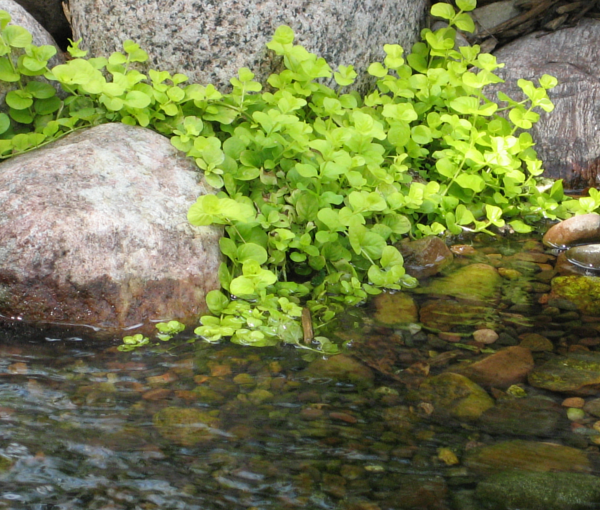 Rastlina-za-ribnik-Okroglo-listna-pijavcnica-Lysimachia-nummularia-Aurea-3