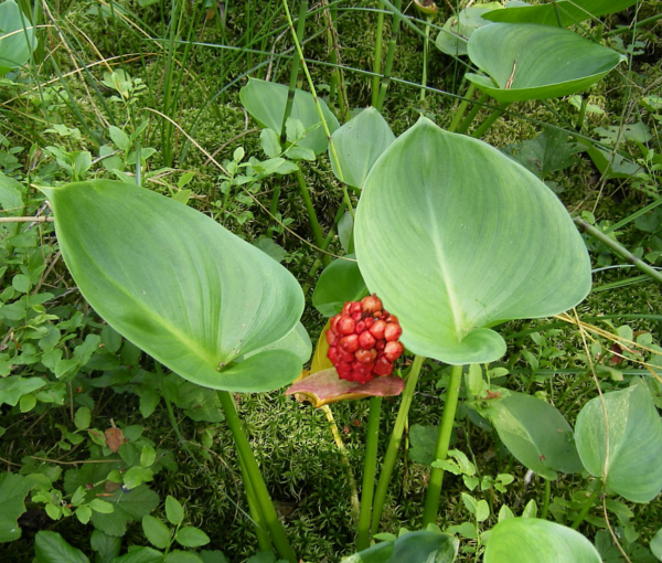 Rastlina-za-ribnik-Calla-palustris-navadna-kacunka-1