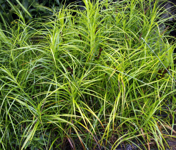 Rastlina-za-ribnik-Carex-muskingumensis-Palmast-sas-2
