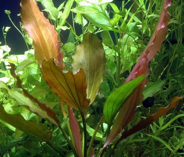 Rastlina-za-akvarij-Echinodorus-Rose-2
