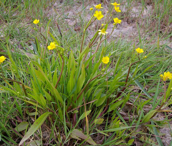 Ribniska-rastlina-Zgoca-zlatica-Ranunculus-flammula-1