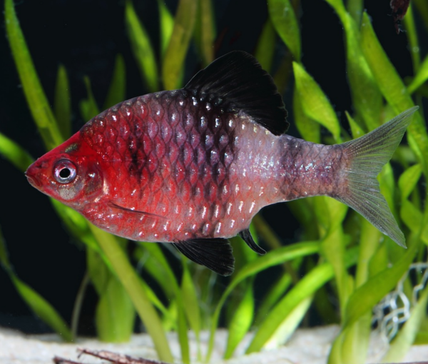 Akvarijska-riba-Rdeceglava-mrenica-Puntis-nigrofasciatus-2