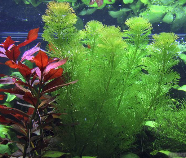 Akvarijska-rastlina-Cabomba-aquatica-2