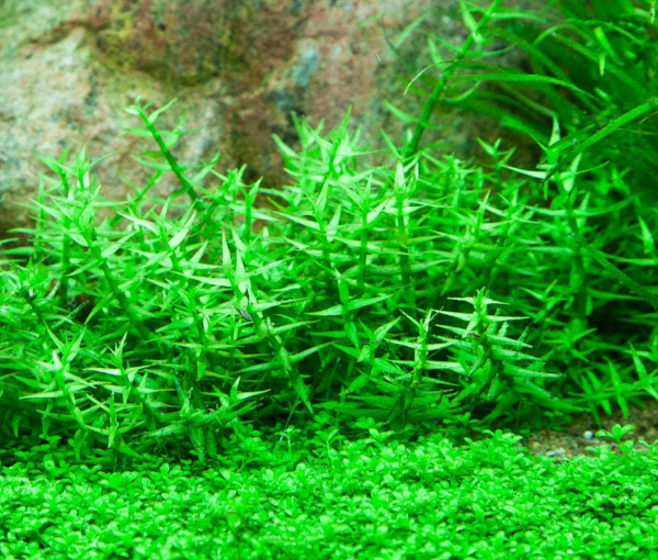 Akvarijska-rastlina-Gratiola-viscidula-2