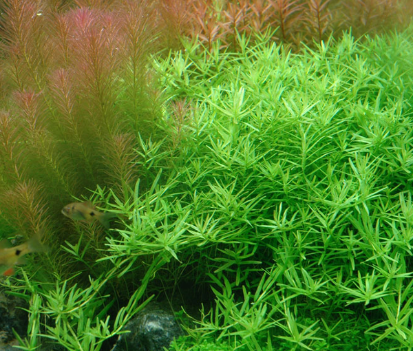 Akvarijska-rastlina-Rotala-sp-green-2