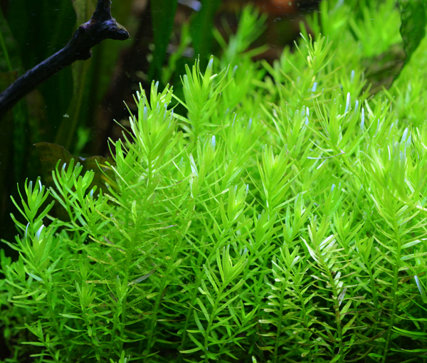 Akvarijska-rastlina-Rotala-sp-green-3