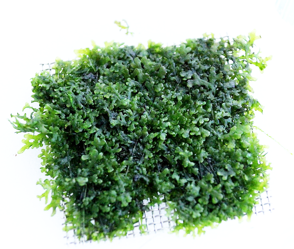 Akvarijska-rastlina-Riccardia-chamedryfolia-3