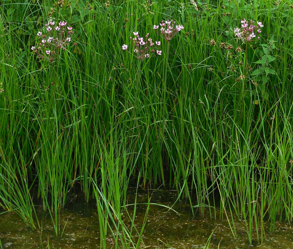 Ribniska-rastlina-Butomus-umballatus-2