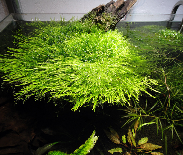 Akvarijska-rastlina-Utricularia-graminifolia-2
